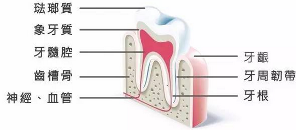牙齿构造