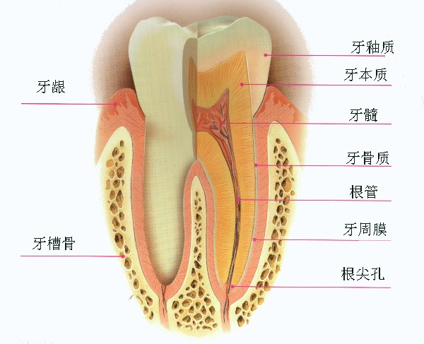 牙齿结构